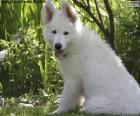 Beyaz İsviçre Çoban Köpek Yavrusu
